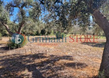 WhatsApp Image 2024-07-03 at 15.46.49_risultato.jp - Casa indipendente Porto Cesareo - foto 24