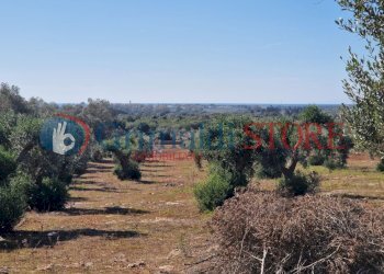 WhatsApp Image 2024-07-03 at 15.46.50_risultato.jp - Casa indipendente Porto Cesareo - foto 25