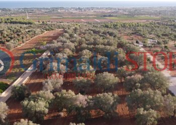 1_risultato.png - Terreno agricolo Manduria - foto 2