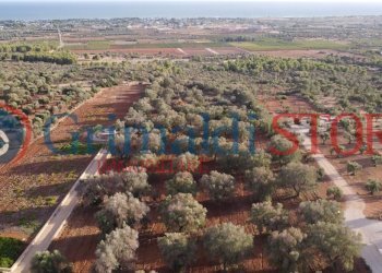 3_risultato.png - Terreno agricolo Manduria - foto 4