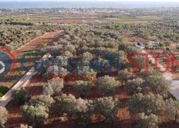 4_risultato.png - Terreno agricolo Manduria - foto 5