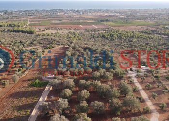 5_risultato.png - Terreno agricolo Manduria - foto 6