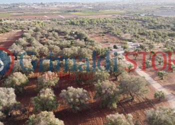 7_risultato.png - Terreno agricolo Manduria - foto 7