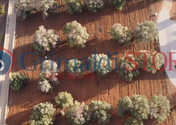 8_risultato.png - Terreno agricolo Manduria - foto 8