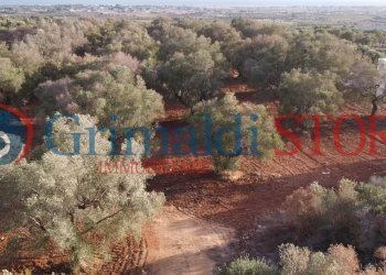 15_risultato.png - Terreno agricolo Manduria - foto 13