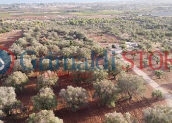 17_risultato.png - Terreno agricolo Manduria - foto 15