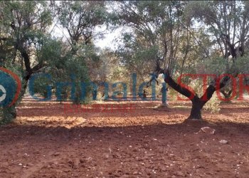 20_risultato.png - Terreno agricolo Manduria - foto 17