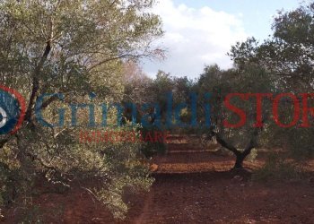 21_risultato.png - Terreno agricolo Manduria - foto 18