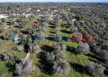 dji_fly_20241217_114808_660_1734432635585_photo_op - Casa indipendente Carovigno - foto 5