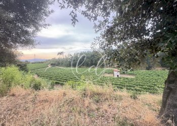 IMG_7285 2.JPG - Terreno edificabile Luni - foto 23