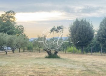 IMG_7288 2.JPG - Terreno edificabile Luni - foto 26