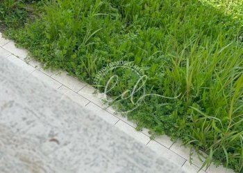 PHOTO-2025-05-19-10-44-04.jpg - Villa Camaiore - foto 16