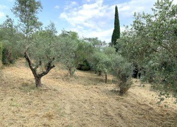 IMG_3200.jpg - Terreno agricolo Via San Giorgetto, Anagni - foto 6