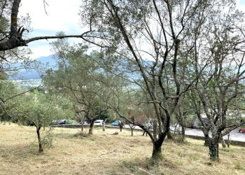 IMG_3202.jpg - Terreno agricolo Via San Giorgetto, Anagni - foto 10