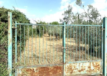 nuova3.jpg - Terreno agricolo Via San Giorgetto, Anagni - foto 15