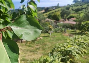 WhatsApp Image 2025-05-21 at 16.00.23 (8).jpeg - Terreno agricolo via monte palombino, Fonte Nuova - foto 1