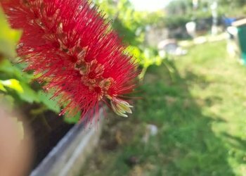 WhatsApp Image 2025-05-21 at 16.00.23 (4).jpeg - Terreno agricolo via monte palombino, Fonte Nuova - foto 10