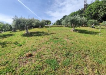 WhatsApp Image 2025-05-21 at 16.00.24 (1).jpeg - Terreno agricolo via monte palombino, Fonte Nuova - foto 16