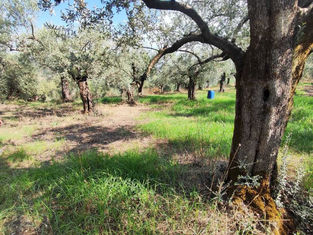 WhatsApp Image 2024-09-12 at 10.11.01 (2).jpeg - Terreno agricolo via col di mezzo, Guidonia Montecelio - foto 3