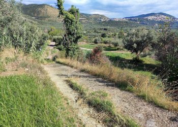 WhatsApp Image 2024-09-12 at 10.11.00.jpeg - Terreno agricolo via col di mezzo, Guidonia Montecelio - foto 2