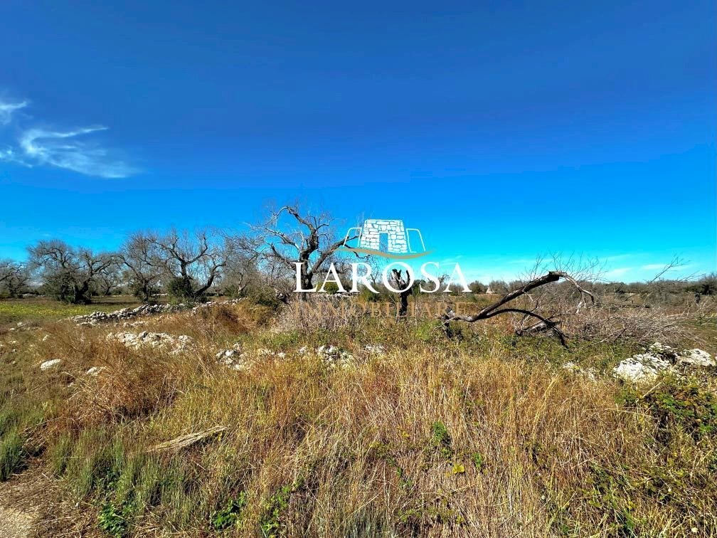 1.jpg - Agricultural land via euterpe, Melendugno - photo 2