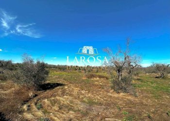 10.jpg - Agricultural land via euterpe, Melendugno - photo 11