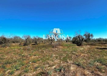 20.jpg - Agricultural land via euterpe, Melendugno - photo 20