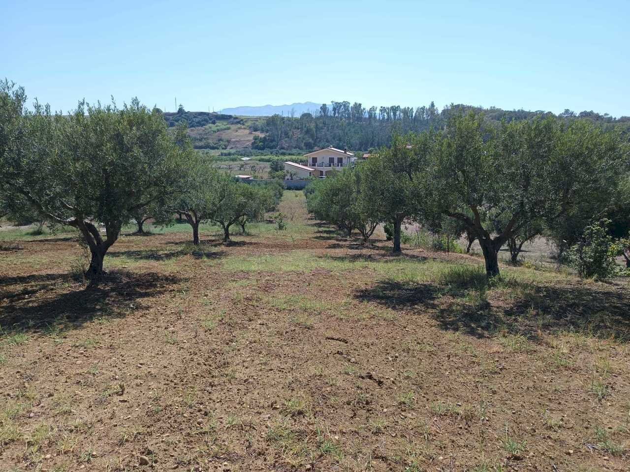 IMG-20250625-WA0014.jpg - Agricultural land Balestrate - photo 3