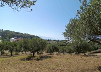 IMG-20250625-WA0013.jpg - Terreno agricolo Balestrate - foto 1