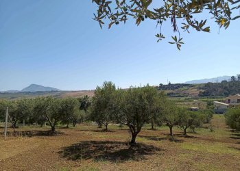 IMG-20250625-WA0012.jpg - Terreno agricolo Balestrate - foto 2