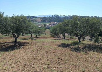 IMG-20250625-WA0014.jpg - Terreno agricolo Balestrate - foto 3