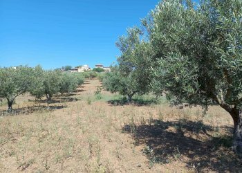 IMG-20250625-WA0016.jpg - Terreno agricolo Balestrate - foto 4