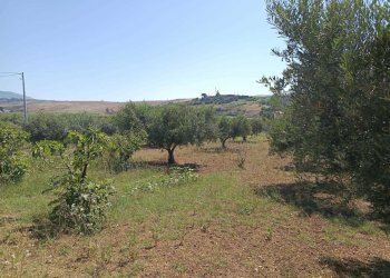 IMG-20250625-WA0018.jpg - Terreno agricolo Balestrate - foto 5