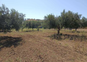 IMG-20250625-WA0019.jpg - Terreno agricolo Balestrate - foto 6