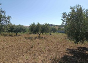 IMG-20250625-WA0020.jpg - Terreno agricolo Balestrate - foto 7