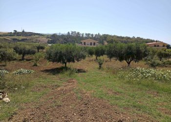 IMG-20250625-WA0021.jpg - Terreno agricolo Balestrate - foto 8