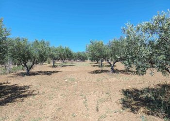 IMG-20250625-WA0022.jpg - Terreno agricolo Balestrate - foto 9