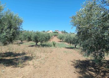 IMG-20250625-WA0023.jpg - Terreno agricolo Balestrate - foto 10