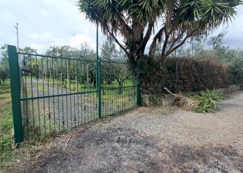 IMG20250403143038.jpg - Villa strada provinciale, Pianopoli - foto 13