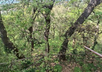 IMG20250403143458.jpg - Villa strada provinciale, Pianopoli - foto 14