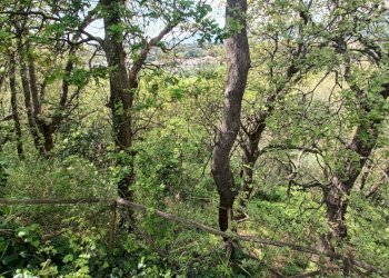 IMG20250403143508.jpg - Villa strada provinciale, Pianopoli - foto 15