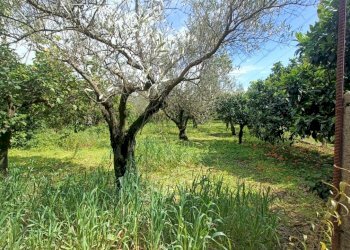 IMG20250403143544.jpg - Villa strada provinciale, Pianopoli - foto 16