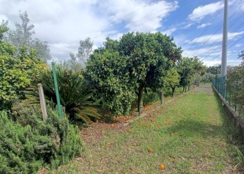 IMG20250403144456.jpg - Villa strada provinciale, Pianopoli - foto 18