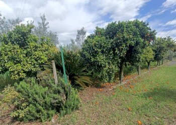 IMG20250403144502.jpg - Villa strada provinciale, Pianopoli - foto 19