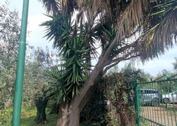 IMG20250403144855.jpg - Villa strada provinciale, Pianopoli - foto 20