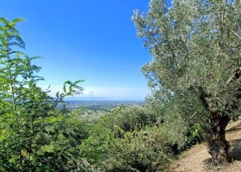 IMG20240921105357.jpg - Villa SP79, Feroleto Antico - foto 20