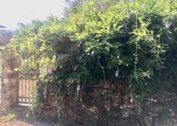 WhatsApp Image 2020-08-21 at 15.51.52.jpeg - Casale Castelnuovo Magra - photo 8