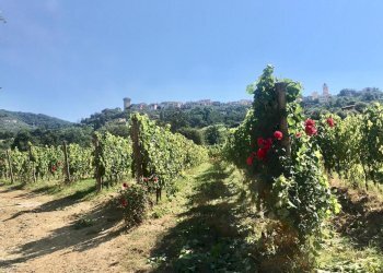 WhatsApp Image 2020-08-21 at 15.51.49 (1).jpeg - Casale Castelnuovo Magra - photo 22