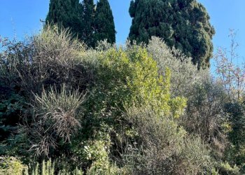 WhatsApp Image 2024-11-20 at 17.10.41 (5).jpeg - Villa Sarzana - foto 18