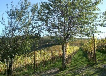 008.JPG - Casa indipendente Borgata Pamparato 29, Dogliani - foto 8